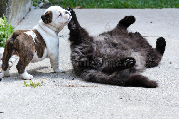 动物犬科动物猫狗猫科动物