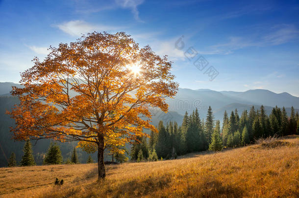 金树在山谷，秋天的季节景观