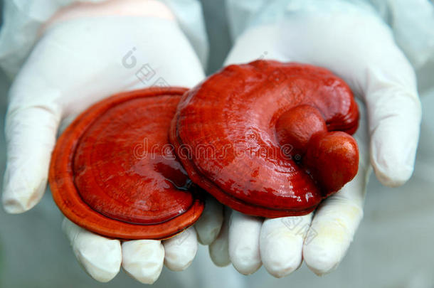 新鲜灵芝蘑菇（灵芝）与白色胶质在手