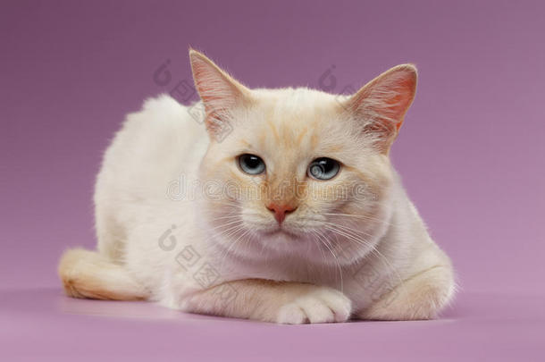 特写悲伤的姜猫，蓝色的眼睛盯着紫色