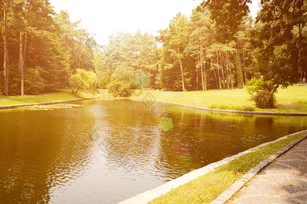 夏天平静的池塘