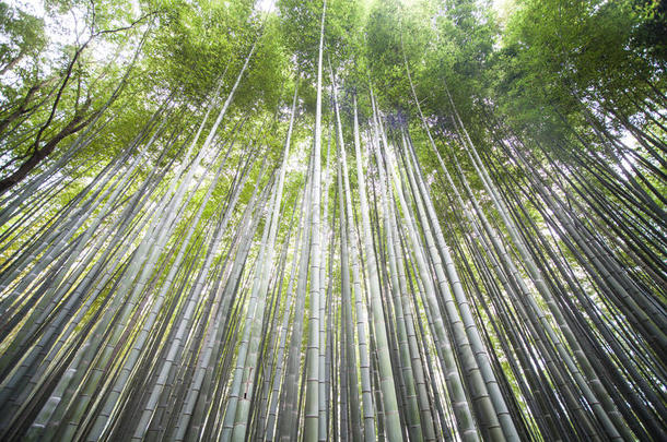 秋天在日本京都的阿拉山