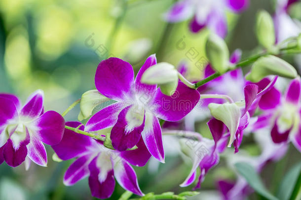 明媚的夏日，五彩缤纷的兰花