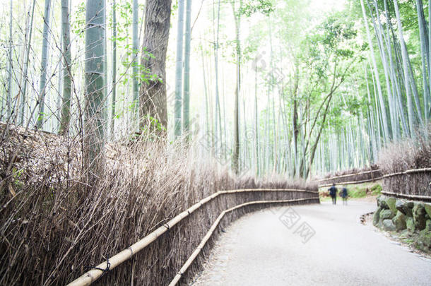 秋在阿拉山，京都，日本，2014年