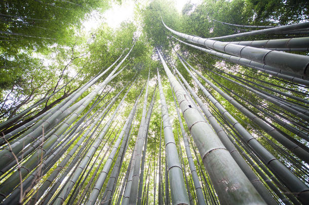 秋天在日本京都的阿拉山