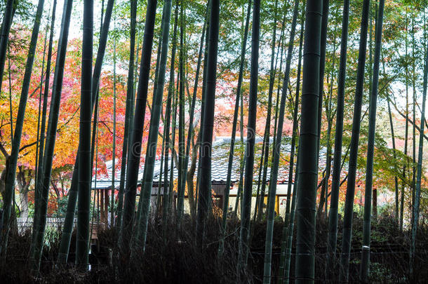 秋天在日本京都的阿拉山
