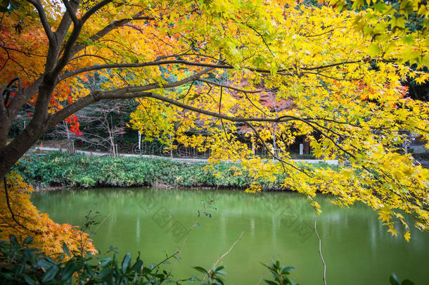 秋天在日本京都的阿拉山