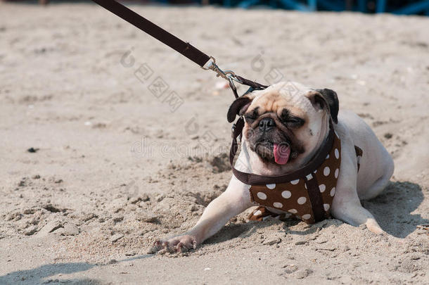 特写可爱的狗pug眨眼恐惧和害怕水海滩时，人们试图拉pug在沙滩上游泳