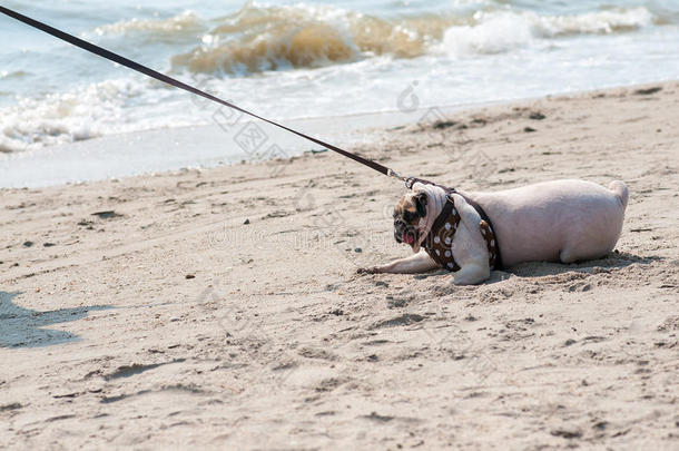 特写可爱的狗，害怕水海滩，当人们试图拉着小狗在沙滩上游泳时