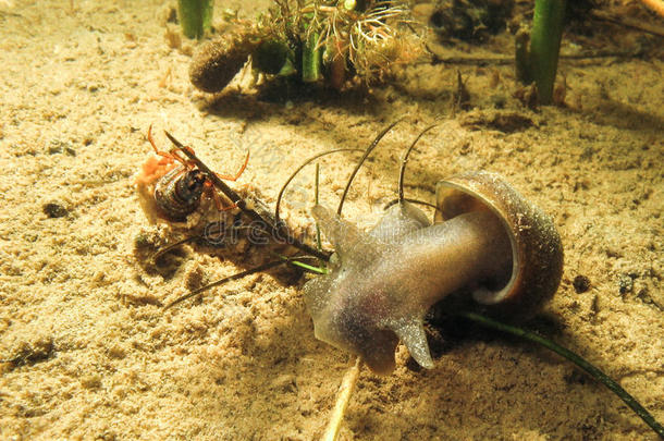 淡水鼻涕虫或蜗牛在水下