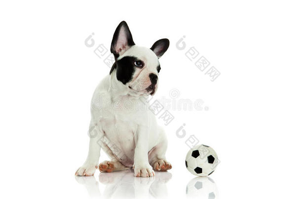 法国斗牛犬白色背景狗和球