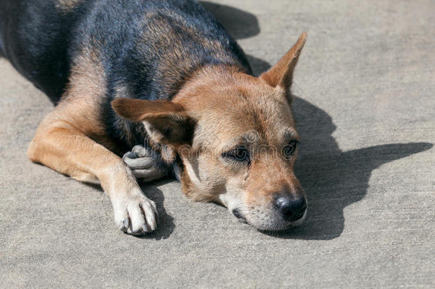 被遗弃的动物犬科动物颜色生物