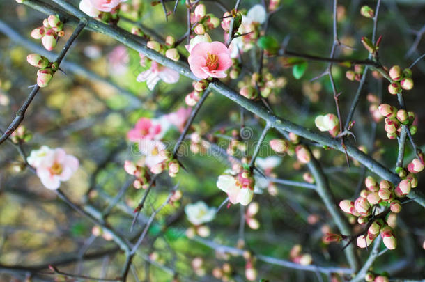 <strong>樱花枝</strong>