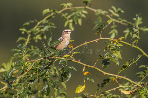 <strong>呼噜</strong>声（saxicola rubetra）