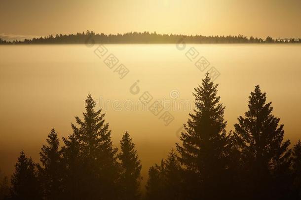 雾天早晨的树