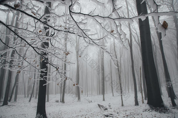 寒冷的树枝在冬天的幻想森林里下雪