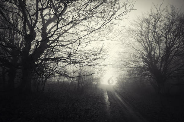 黑暗神秘的鬼森林，路上有幽灵的剪影