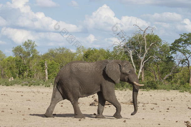 一只孤独的公牛大象在沃格国家公园的干燥平原上行走
