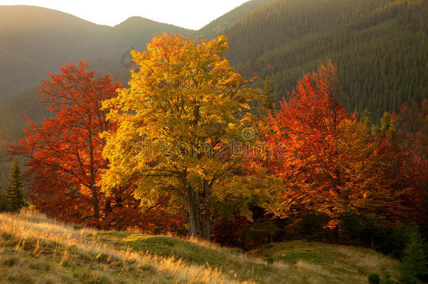 秋天的颜色。 山林