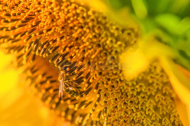 农业蜜蜂关闭特写镜头收集