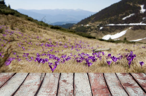 阿尔卑斯山开花盛开勃艮第颜色