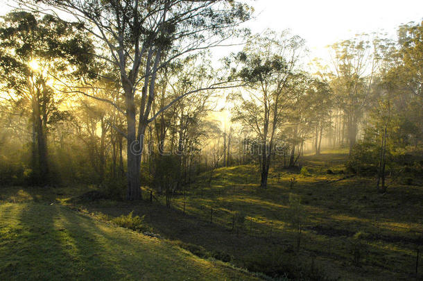 澳大利亚澳大利亚人灌木平静的桉树