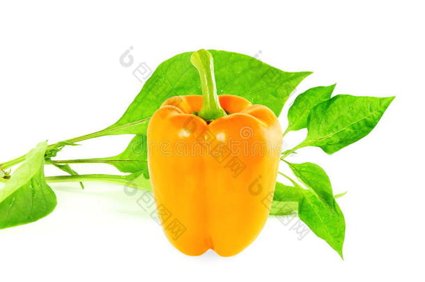 白色背景上的彩色甜椒