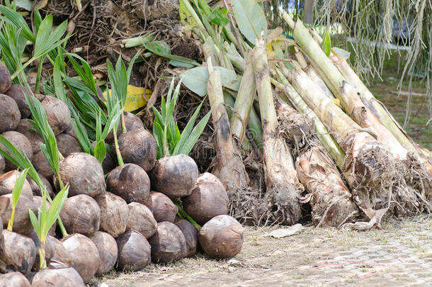 香蕉芽是椰子的发芽和树苗