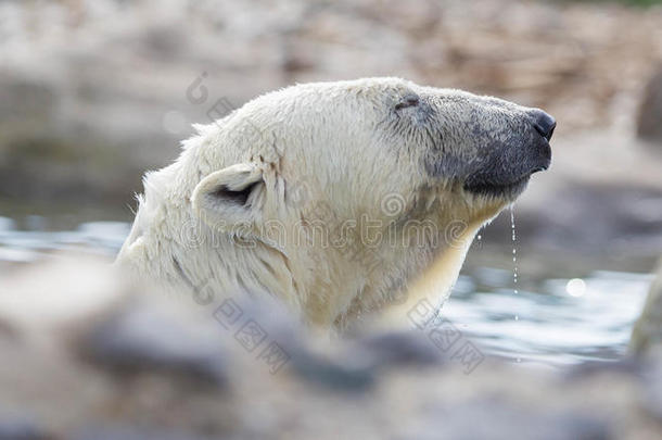 北极熊的特写镜头