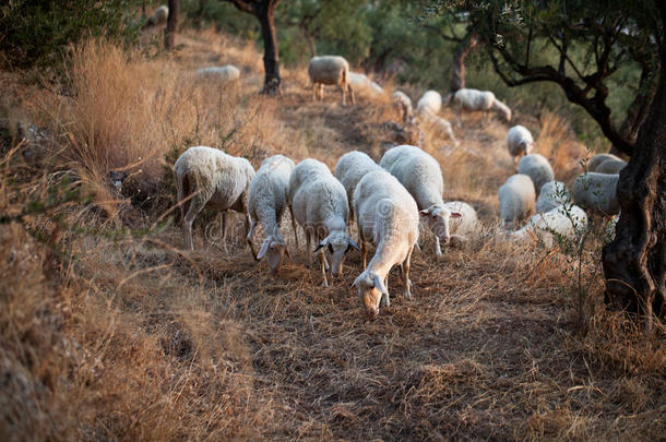 农业动物乡村环境母羊