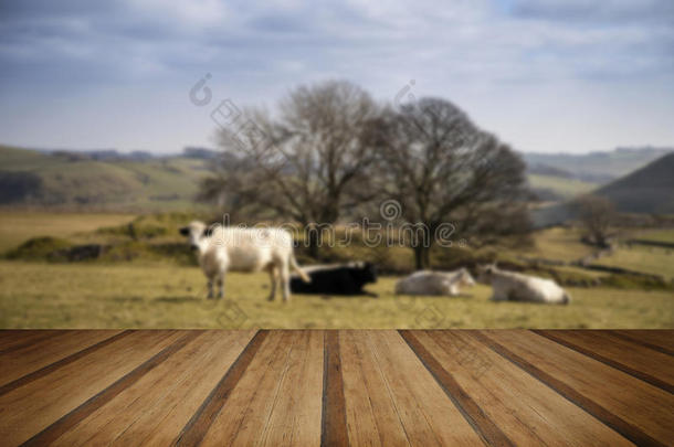 牛在英国高峰区景观晴天的概念形象