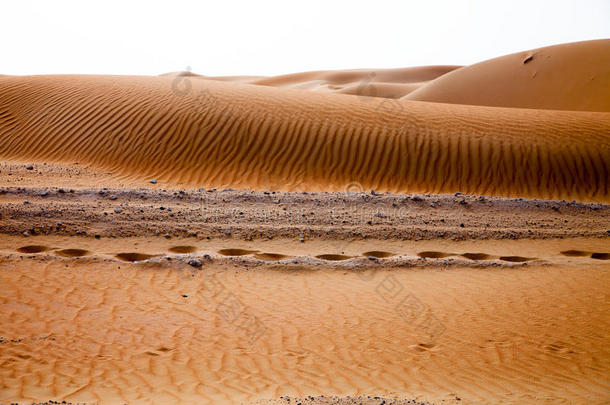 阿拉伯联合酋长国利瓦绿洲沙丘上的骆驼脚印和风形成的图案