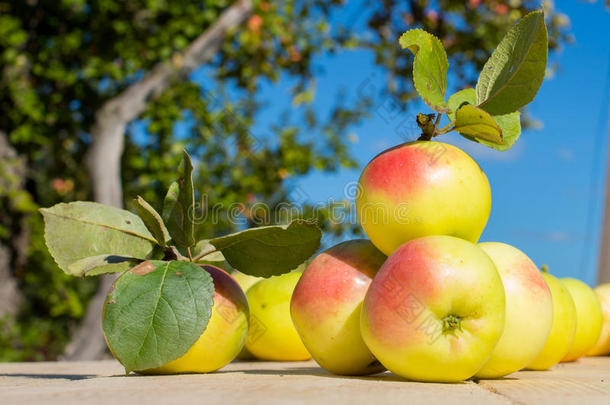 农业苹果苹果树板田园风格