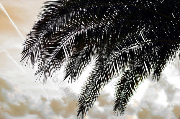 棕榈树轮廓