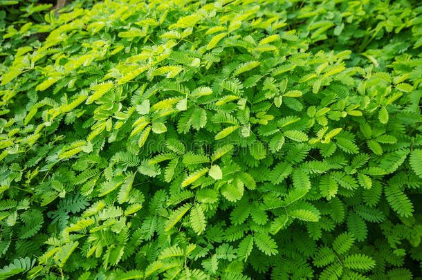 绿色植物叶子