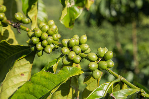越南的咖啡树