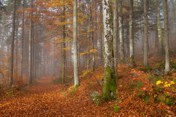 伯奇特斯加登纳土地，秋天的森林，雾