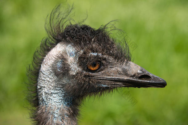 英国<strong>鸟类保护区</strong>的EMU