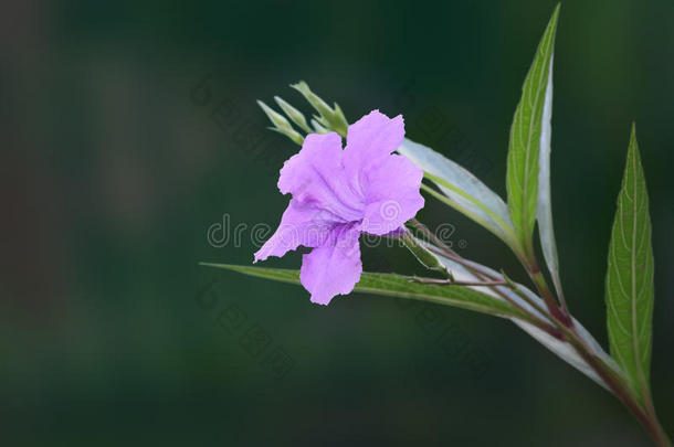 开花饼干<strong>根茎</strong>植物区系花