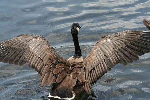 湖里的棕色鹅，羽毛散开了