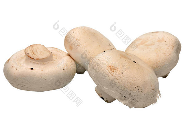 分离的蘑菇