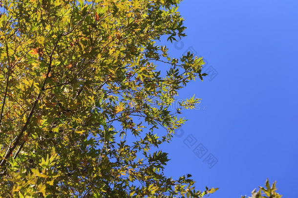 蓝天与绿叶的梧桐<strong>树</strong>背景。