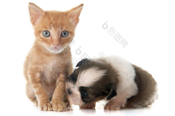 动物背景棕色的犬科动物猫