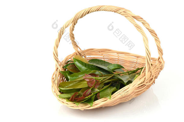 考瓦(GarciniaCowaRoxb。 )，茶花（泰名）来自茶花的叶子