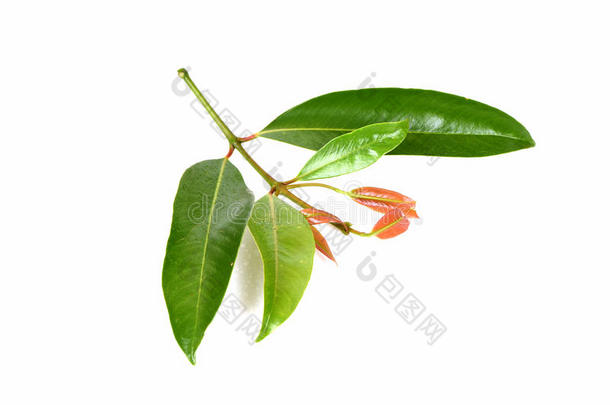考瓦(GarciniaCowaRoxb。 )，茶花（泰名）来自茶花的叶子