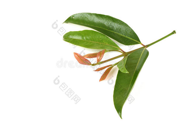 考瓦(GarciniaCowaRoxb。 )，茶花（泰名）来自茶花的叶子