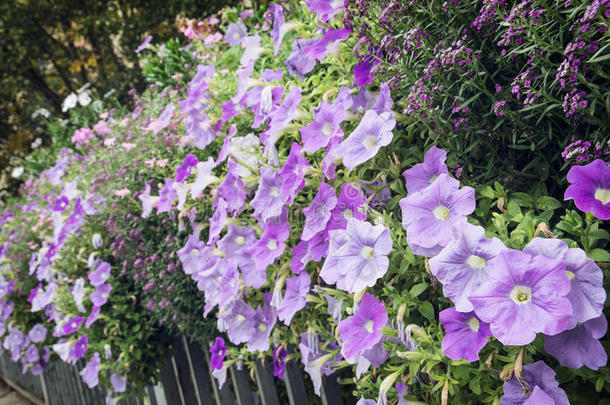 金属栏杆上美丽的紫色花朵的花坛