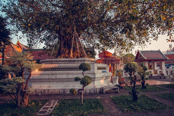 瓦佛寺里美丽的盆景花园。 泰国曼谷。