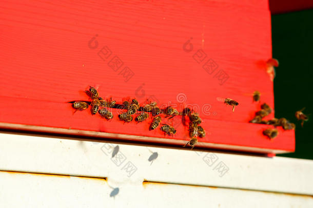 驯化的蜜蜂在飞行中，返回他们的养蜂场