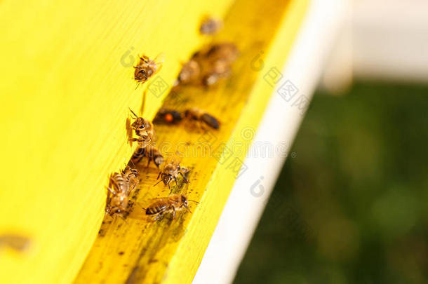 驯化的蜜蜂在飞行中，<strong>返</strong>回他们的养蜂<strong>场</strong>